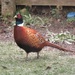 Garden Visitor - Pheasant by phil_sandford