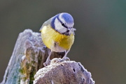 6th Jan 2017 - YET ANOTHER BLUE TIT