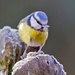 YET ANOTHER BLUE TIT by markp