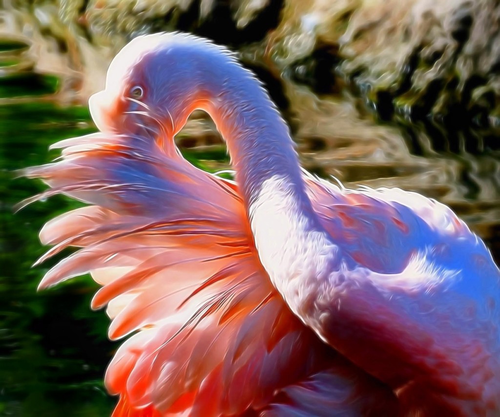 Flamingo Sneeze  by joysfocus