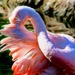 Flamingo Sneeze  by joysfocus
