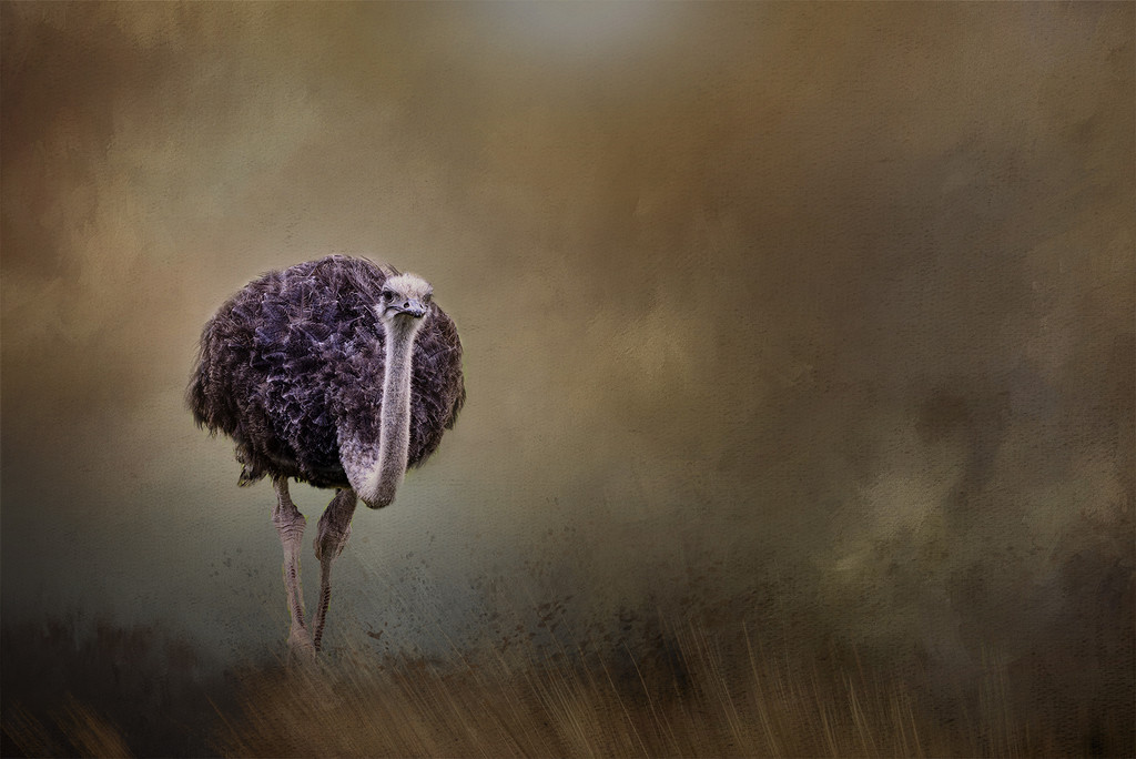 Ostrich for Textures by jgpittenger