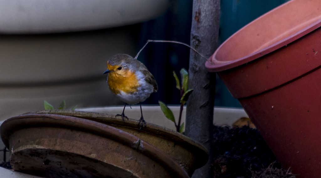 Robin In The Garden by tonygig