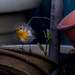 Robin In The Garden by tonygig