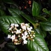 Viburnum tinus  by beryl