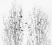 6th Jan 2017 - Roosting Starlings