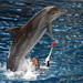Dolphin Jumps Over A Human by randy23