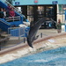 Dolphin flips by randy23