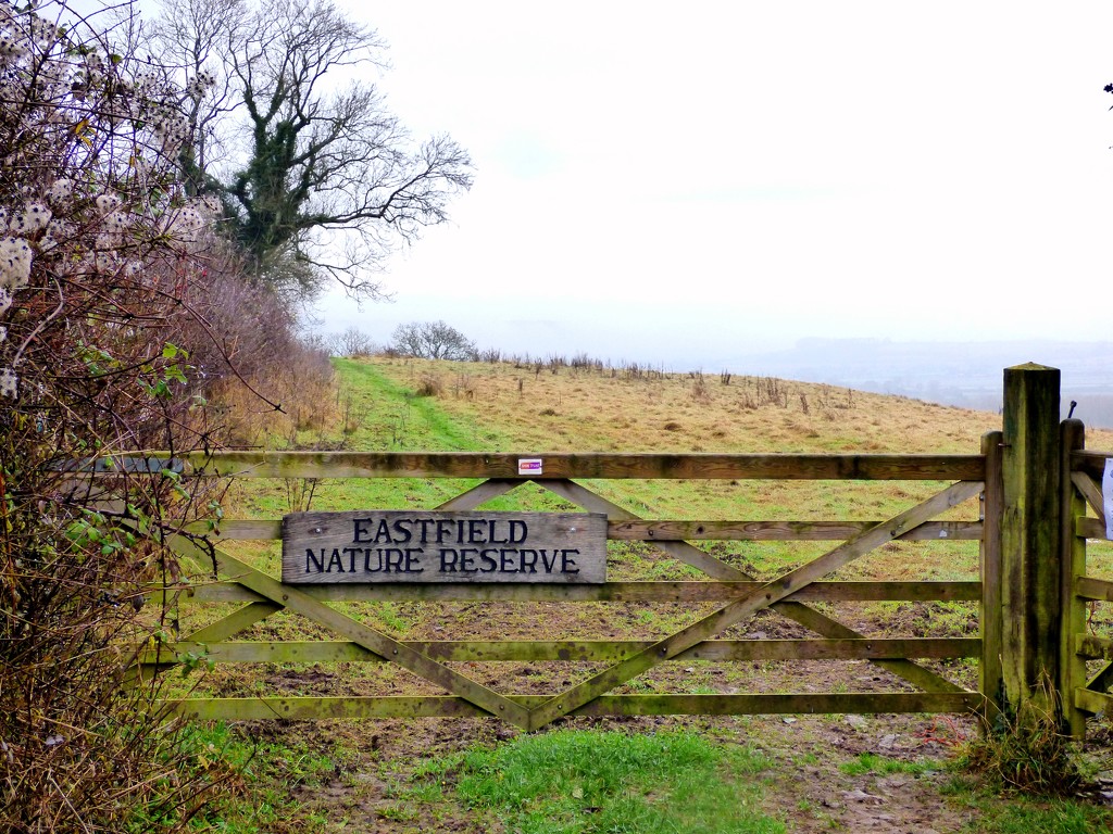 Eastfield Nature Reserve by julienne1