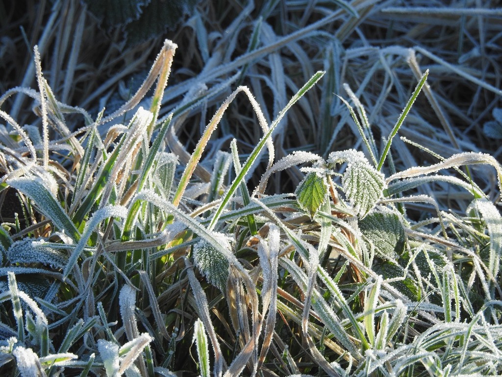 Still frosty by roachling