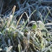 Still frosty by roachling