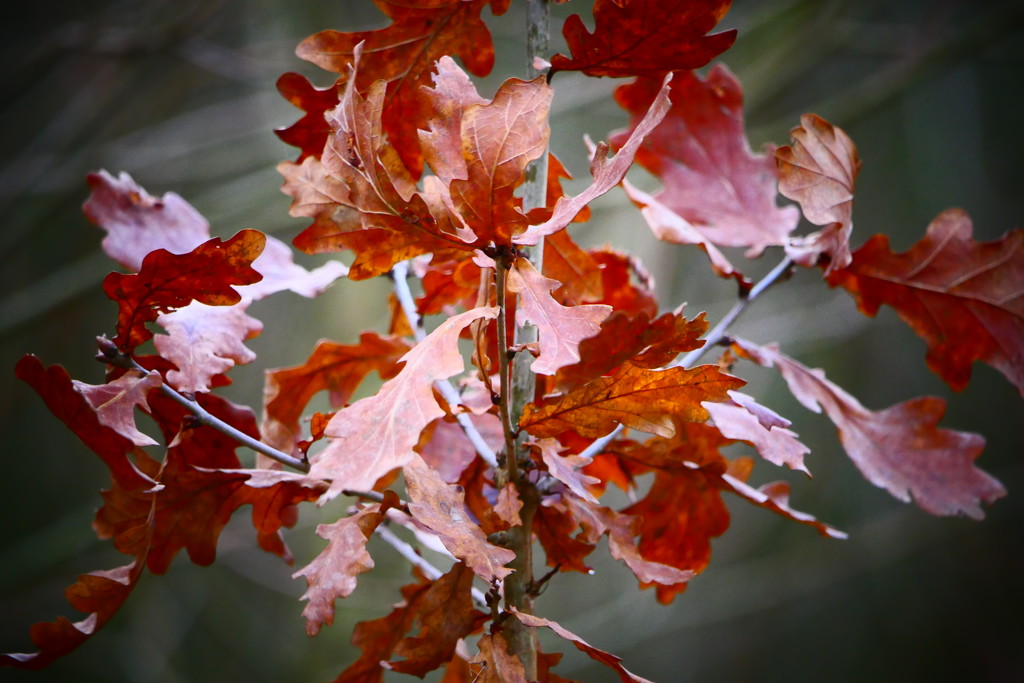 Unfallen leaves by carole_sandford