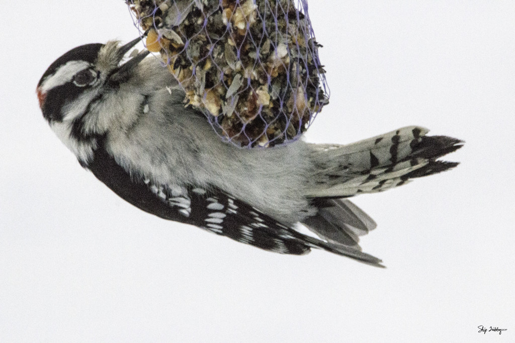 Downy Woodpecker by skipt07