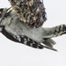 Downy Woodpecker by skipt07
