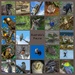 Australia's fauna for 2016 by gosia