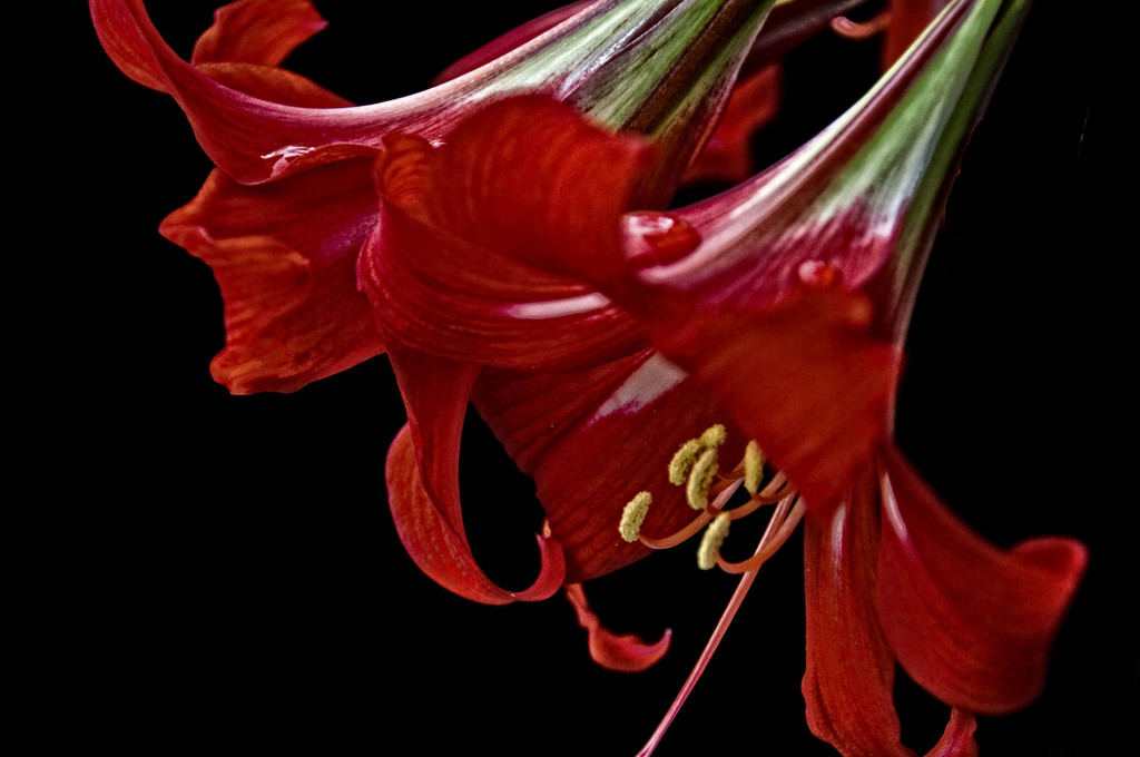 My Garden - the red hippeastrum by annied