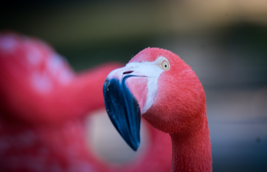 Flamingo Friday - 019 by stray_shooter