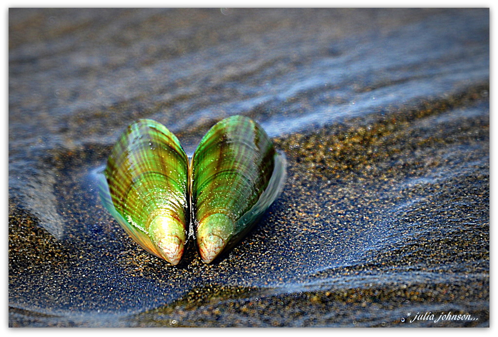 Green Lipped Mussel.... by julzmaioro