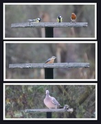 31st Dec 2016 - At the Bird Table