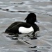 Tufted Duck by oldjosh