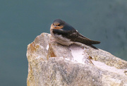7th Jan 2017 - Welcome Swallow