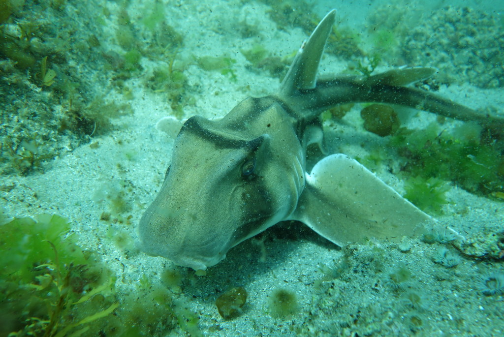 crested horn shark  by pusspup