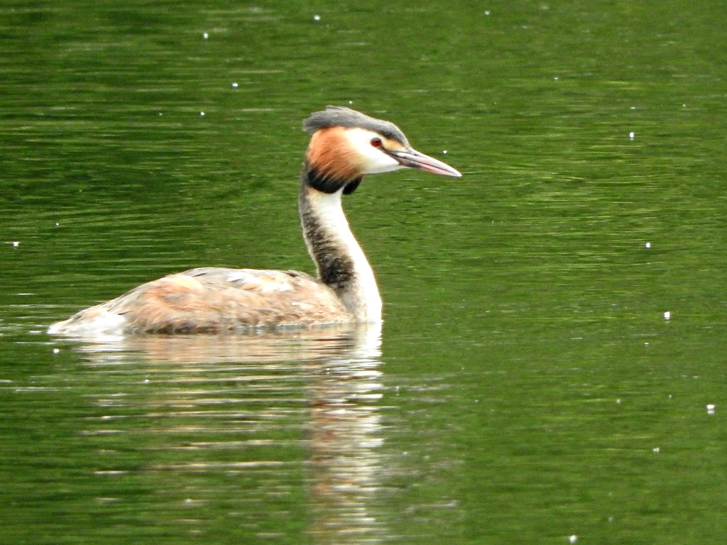 Great Creasted Grebe by oldjosh