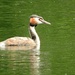Great Creasted Grebe by oldjosh