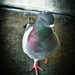 Spotlight on Pigeons by gardencat