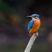 Kingfisher-just a bird on a stick!! Best on black by padlock