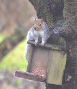7th Jan 2017 - Squirrel with a dirty nose