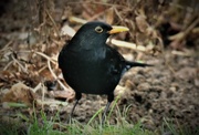 7th Jan 2017 - Garden Visitor - Blackbird (Male)