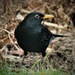 Garden Visitor - Blackbird (Male) by phil_sandford