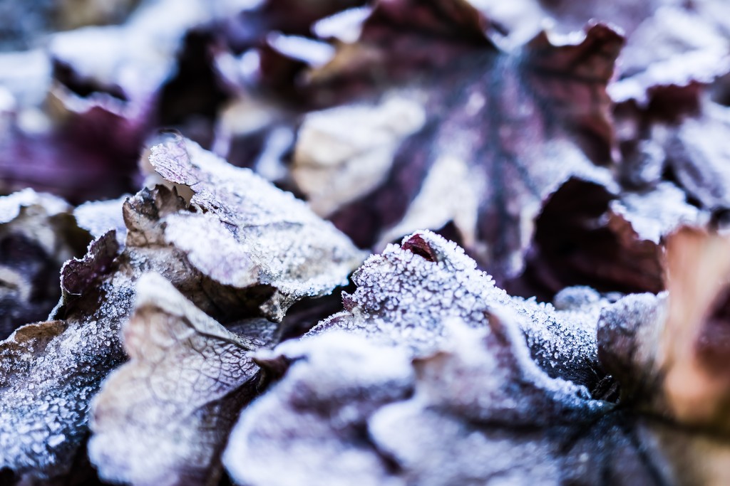 Frosty leaves by cristinaledesma33