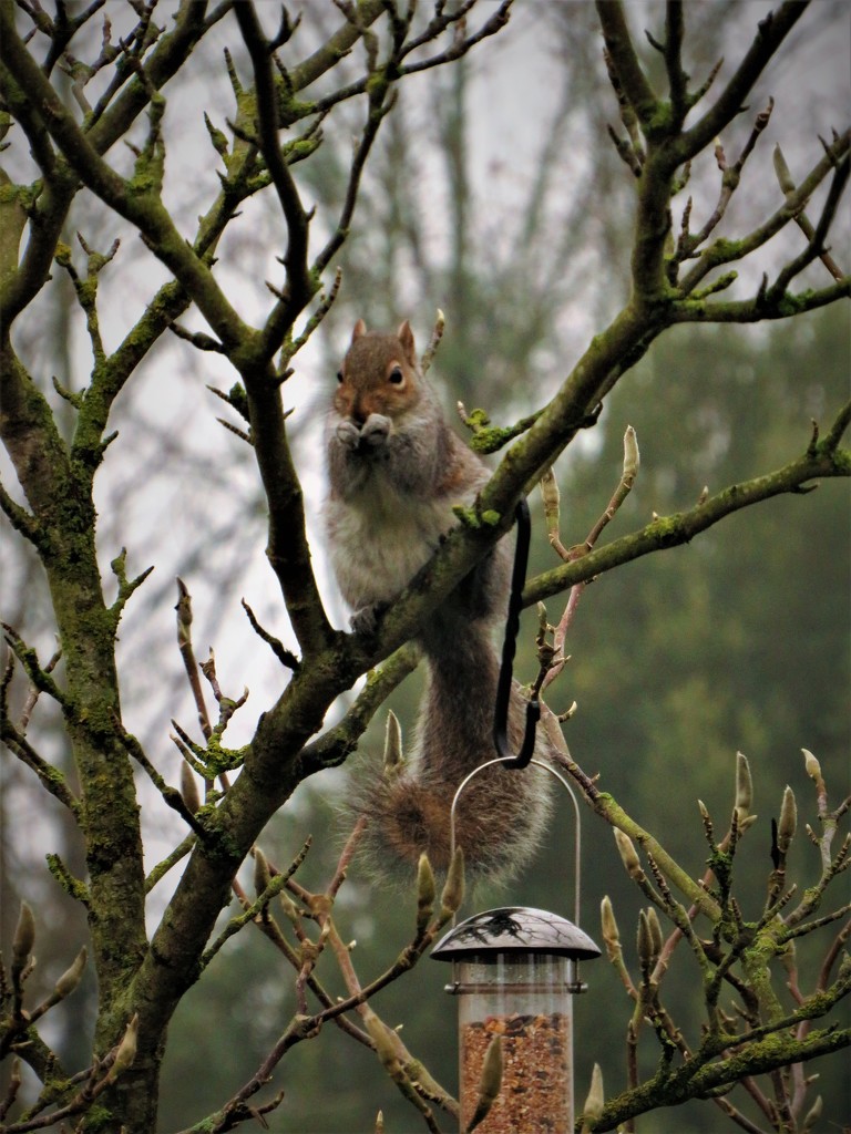 Mr Squirrel by carole_sandford