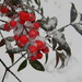 Snow on Berries by sfeldphotos