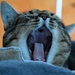 Yawn by parisouailleurs