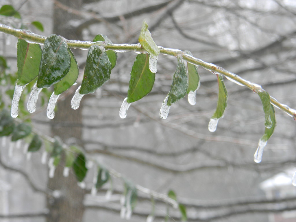 Ice on Leaves by sfeldphotos