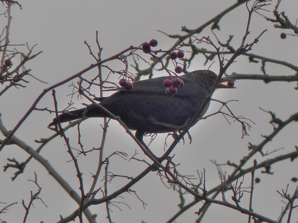  Blackbird and Berries by susiemc