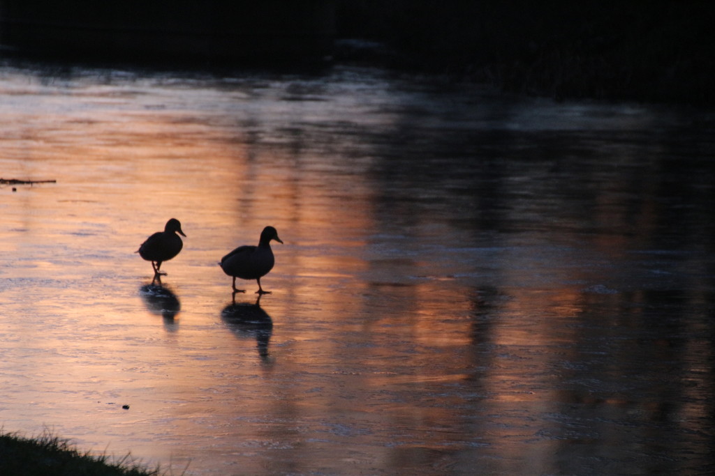 Ducks at Sunset by oldjosh