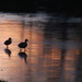 Ducks at Sunset by oldjosh