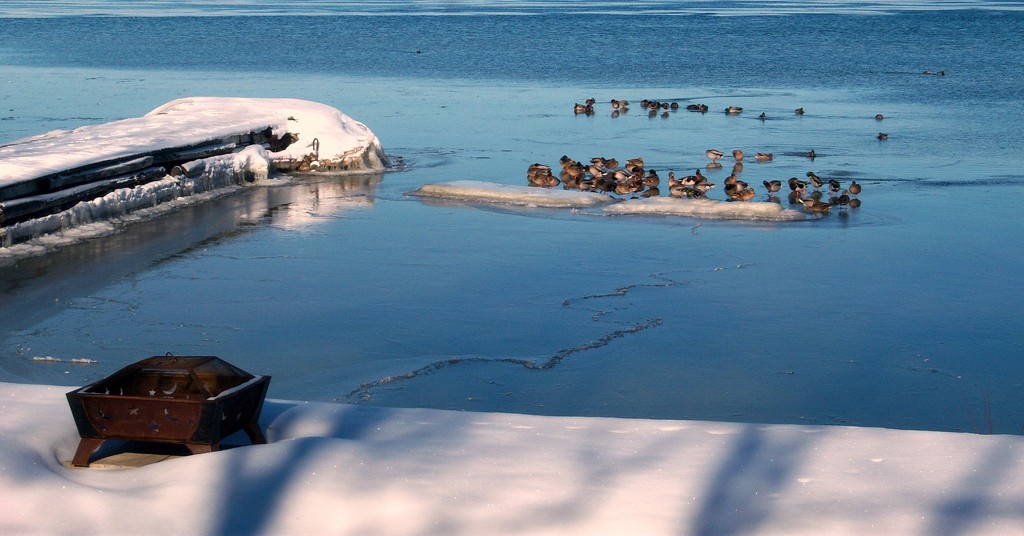 Looks like the ducks prefer the open water by bruni