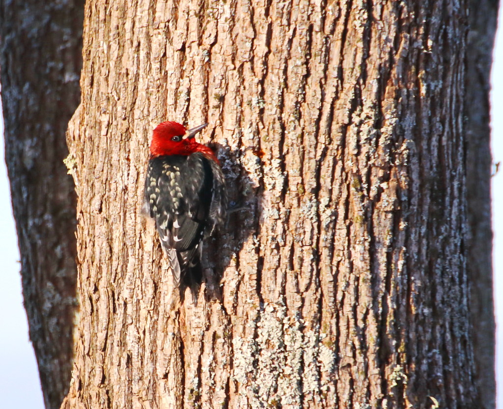 WooHoo!!! - My First Woodpecker by terryliv