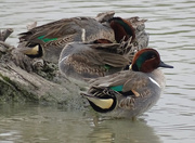 4th Jan 2017 - Green-winged Teal, Texas