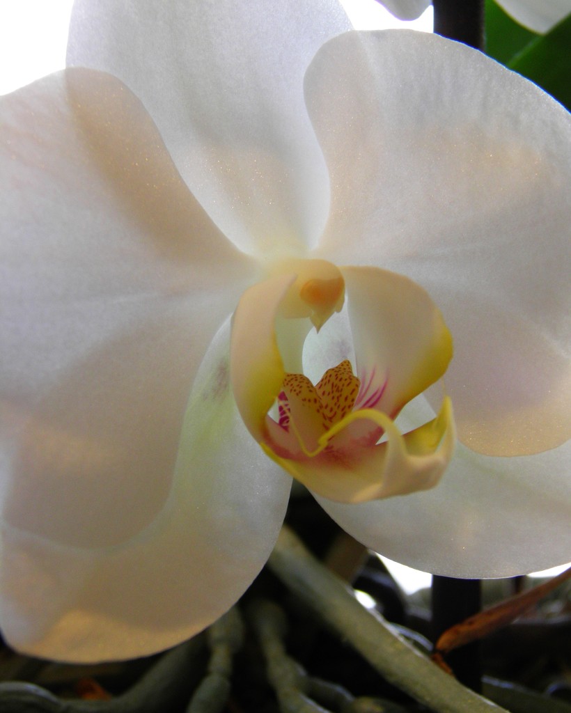 Orchid Blossom by daisymiller