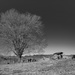 Black and White Tree by thewatersphotos