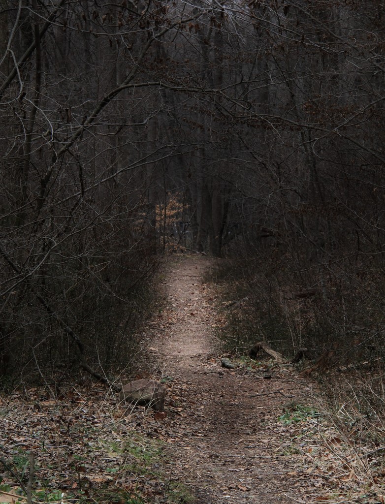 Trail To Where by digitalrn