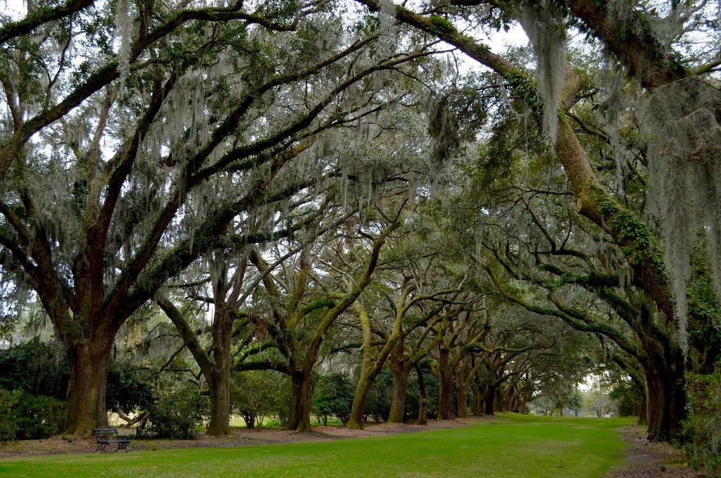 Live oaks by congaree
