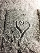 5th Jan 2017 - Love in the snow