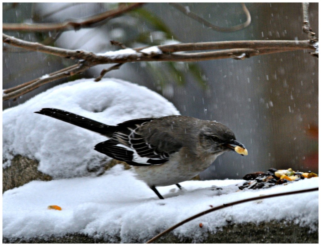 Snow Snack by peggysirk